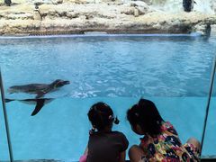 -帝企鹅自助餐厅•儿童岛•真企鹅(长隆企鹅酒店)