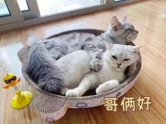 -十年猫舍·猫咪专门店(普陀店)