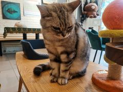 -平行世界·猫咖(首经贸店)