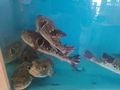 -天正河鲀·河豚亭(大连店)