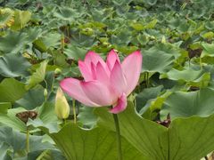 -莲花池公园