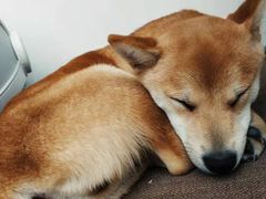 -浣熊柯尔鸭土拨鼠·电玩咖