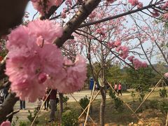 -天适樱花悠乐园