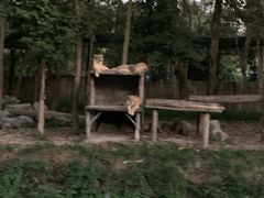 -清迈夜间动物园