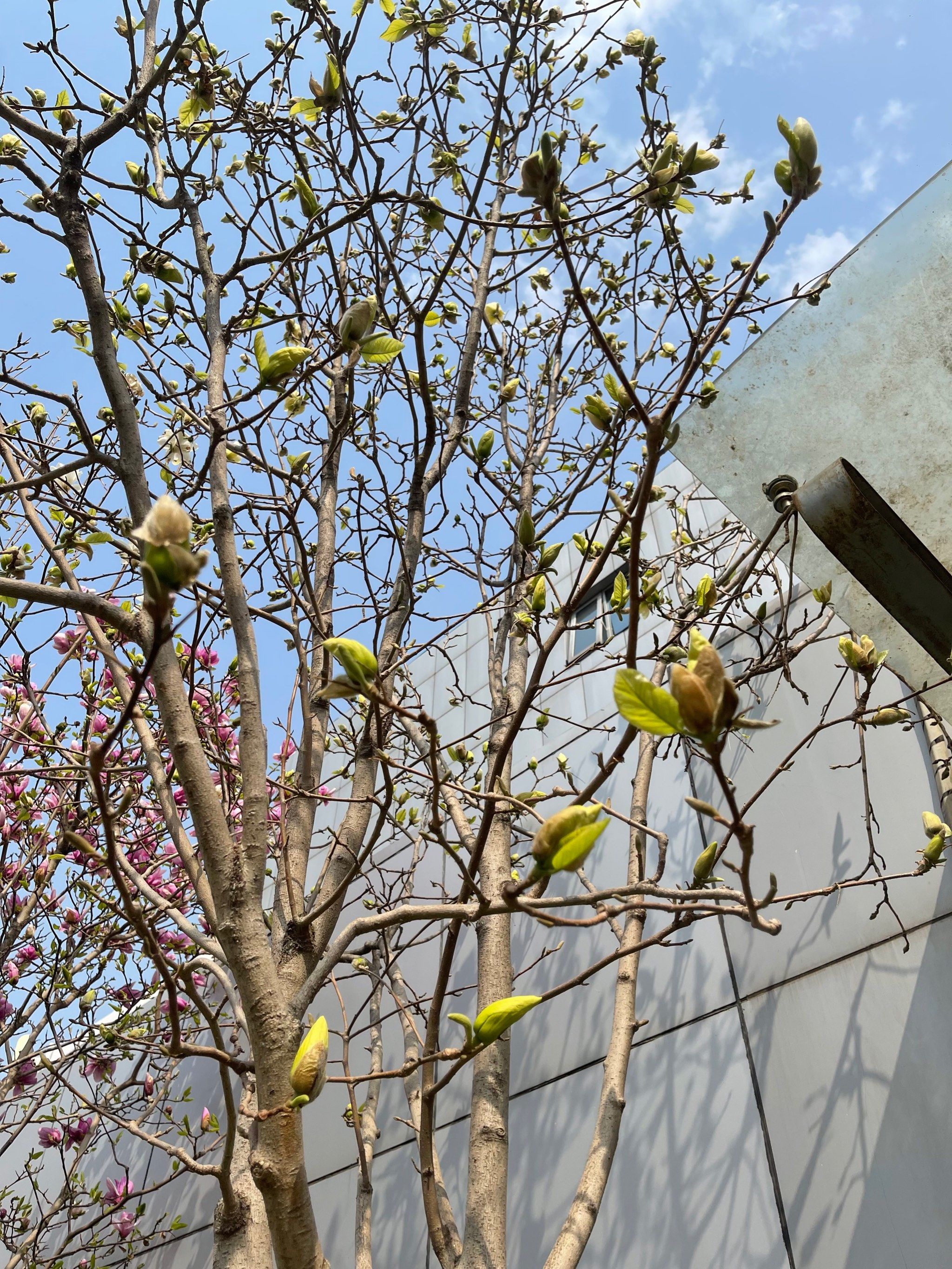 绿色的玉兰花头一次见