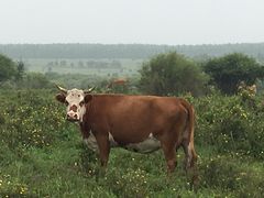 -塞罕坝国家级自然保护区