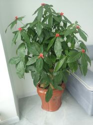 -莱可美科技美肤