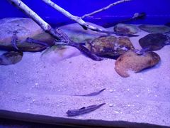 -上海海洋水族馆