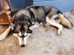 -more than meow吴止猫主题餐厅(承德 中船汇店)