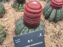 -深圳仙湖植物园