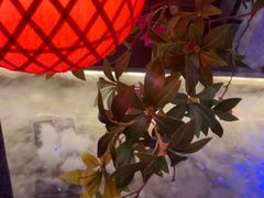 -吴越荣记苏州菜·松鼠桂鱼(月光码头店)