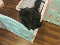 -柯斗斗主题餐厅·狗咖·围炉煮茶·茶饮(国瑞升平里店)