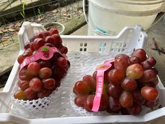 -马陆小张葡萄园农家乐