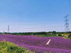-紫颐香薰山谷景区