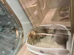 -BABIT巴比特宠物(MOMOPARK店)