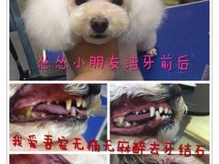 -我爱吾宠宠物美容院(朝阳路店)