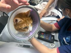 -宠物星动物医院·眼科·异宠·猫科(江南大道总院)