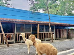 -云栖山谷野奢营地