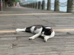 -都江堰中华大熊猫苑