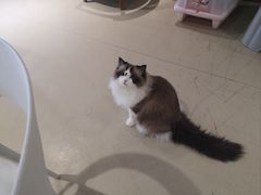 -藏猫猫咖啡主题馆(中央大道店)