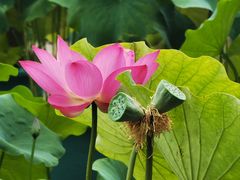 -莲花池公园