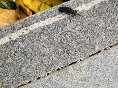 -辉记雷州羊庄(坪洲店)