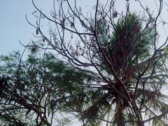 -三亚南山文化旅游区