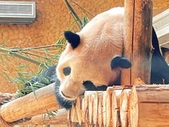 -上海野生动物园