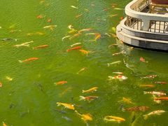 -番禺宾馆丽苑厅