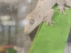-吉丁鸟咖·异宠·寄养