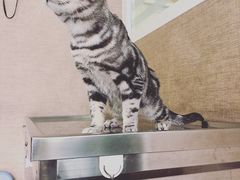 -瑞派长江宠物医院·猫科·外科·24小时夜护(谊城公寓分院)