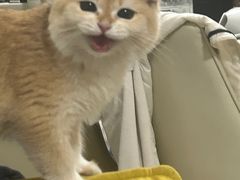 -lincat·猫舍(广州店)