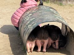 -乌村