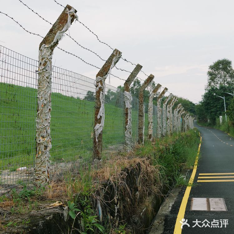 马峦北路.深圳又一条小众的日系片公路！