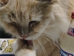 -安格丽娜·狗咖·猫咖羊驼咖(春熙路百盛商场店)