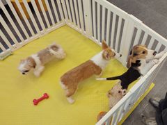 -有喵·猫咖·狗咖·30几只猫10只小狗(岗厦店)