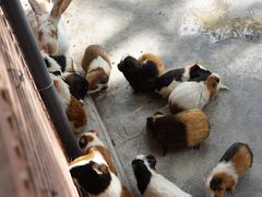 -深圳野生动物园