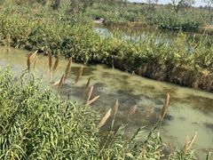 -泗洪洪泽湖湿地景区