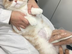 -荣耀金沙动物医院(清江西路店)