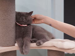 -安格丽娜·狗咖·猫咖羊驼咖(春熙路百盛商场店)