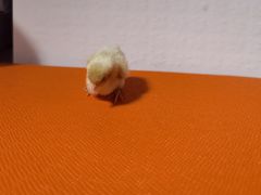 -花鸟鱼虫鲜花绿植市场(玉泉路店)