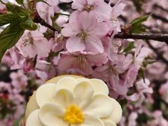 -派悦坊·甜品·蛋糕(虹口龙之梦店)