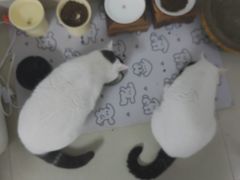 -瑞派康怡24h宠物医院·犬猫医疗中心·微创绝育(瑞景分院)