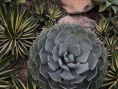 -深圳仙湖植物园