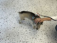 -瑞派康怡24h宠物医院·犬猫医疗中心·微创绝育(瑞景分院)