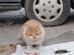 -瑞派福兴宠物医院犬猫全科·骨科·中西医结合(河东店)