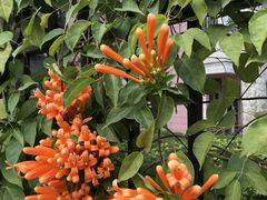 -华南国家植物园-售票处