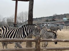 -大连森林动物园