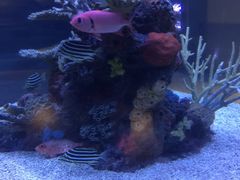 -西雅图水族馆