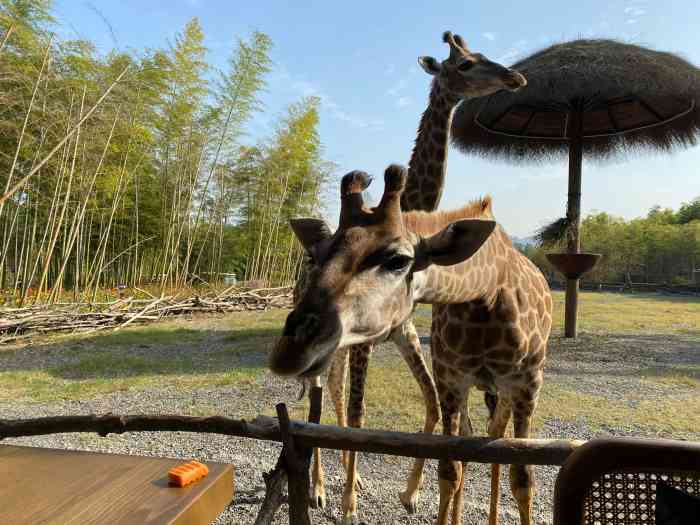 湖州长颈鹿庄园酒店-"传说中的非洲同款 和长劲鹿共餐的酒店当.